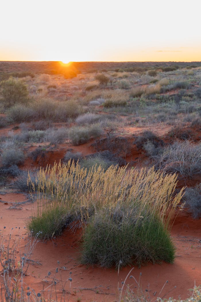 services-04 A serene sunset over a desert landscape filled with grasses and shrubs, creating a warm atmosphere.