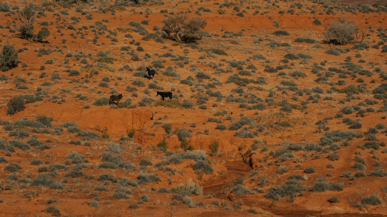 Majestic wild horses roam the vibrant red desert landscape of Arizona, showcasing nature's rugged beauty.